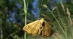 Paśnik goździeniak (Camptogramma bilineata)