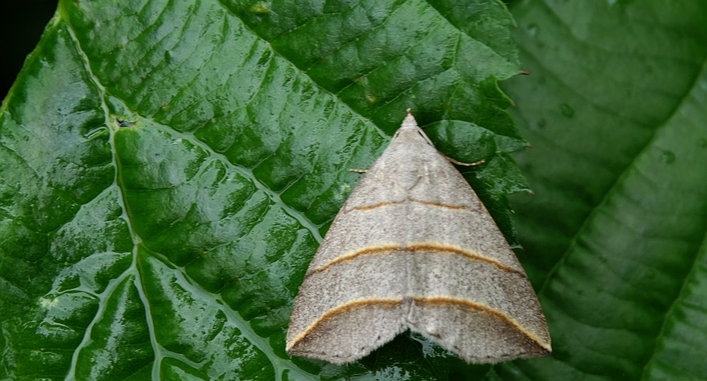 Colobochyla salicalis