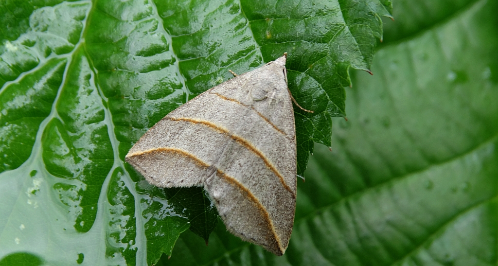 Colobochyla salicalis