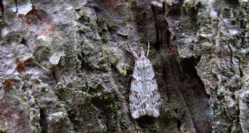 Eudonia lacustrata