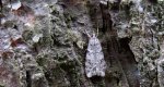 Eudonia lacustrata