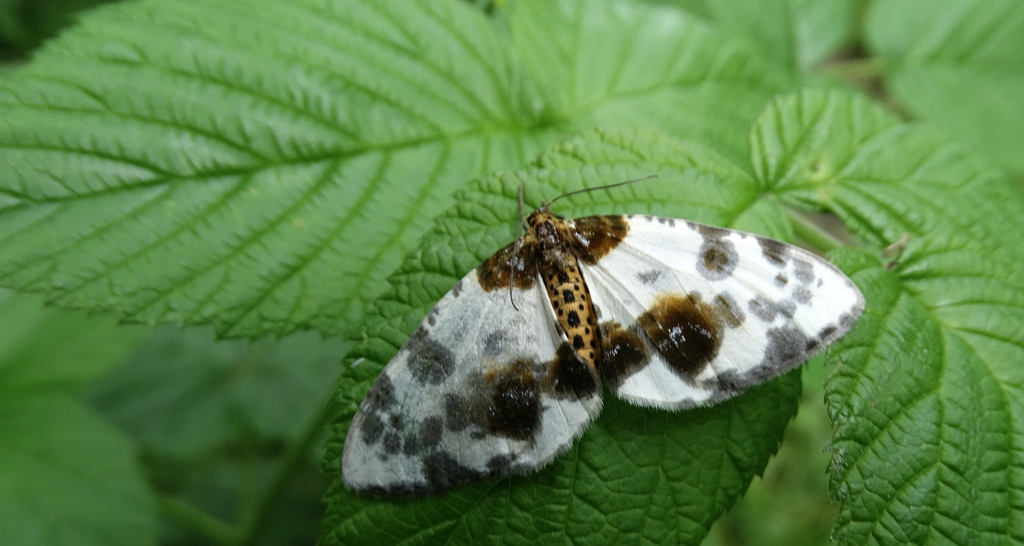 Plamiec leśniak (Abraxas sylvata)