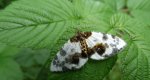 Plamiec leśniak (Abraxas sylvata)