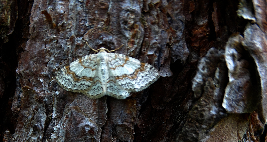 Hydrelia leśna (Hydrelia sylvata)