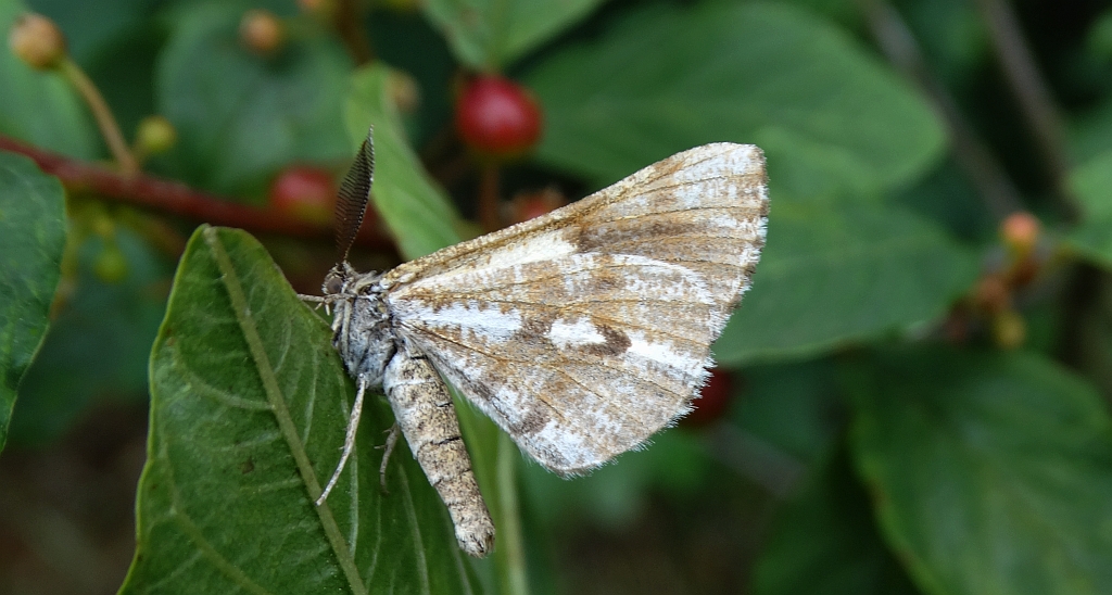 Poproch cetyniak (Bupalus piniarius, B. piniaria)