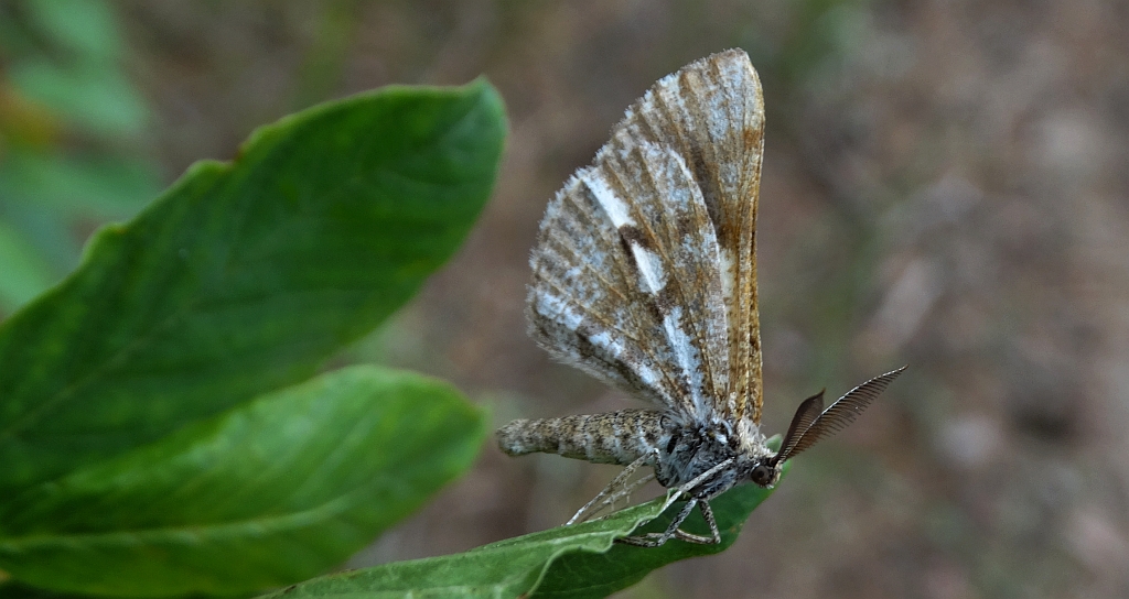 Poproch cetyniak (Bupalus piniarius, B. piniaria)
