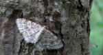 Hydrelia leśna (Hydrelia sylvata)
