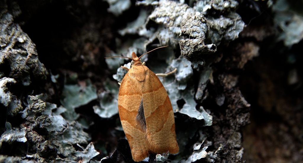 Pandemis cinnamomeana