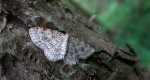 Hydrelia leśna (Hydrelia sylvata)