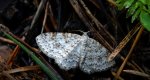 Hydrelia leśna (Hydrelia sylvata)