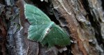 Miernik kreskowiak (Hemithea aestivaria)