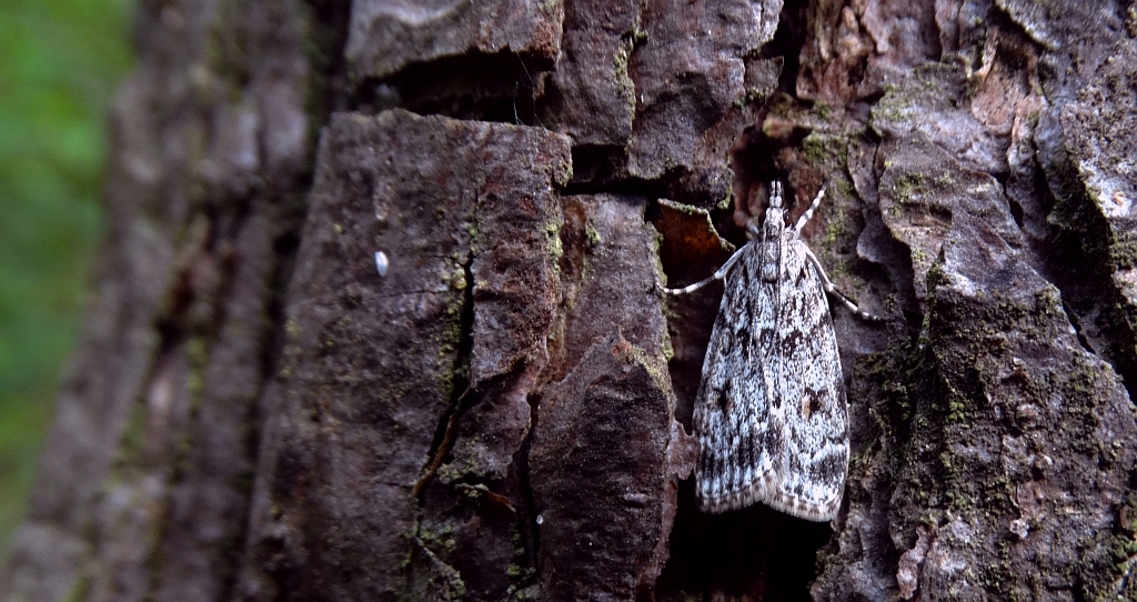 Eudonia lacustrata