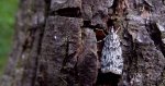 Eudonia lacustrata