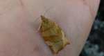 Pandemis cinnamomeana