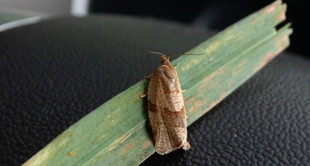 Syndemis musculana