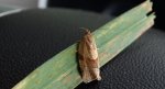 Syndemis musculana