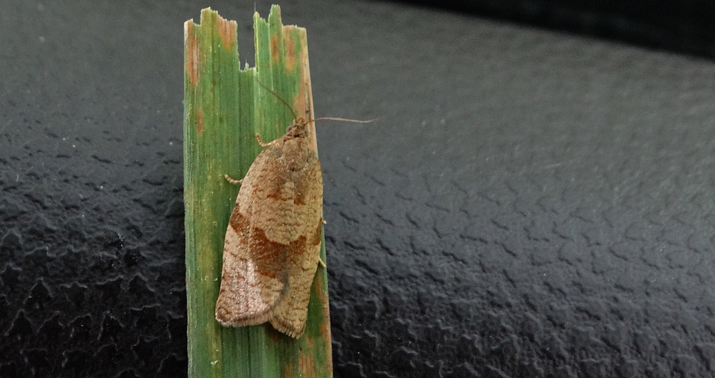 Syndemis musculana