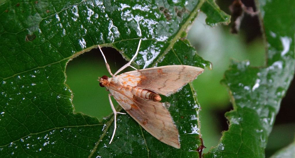 Agrotera nemoralis