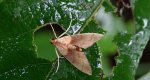 Agrotera nemoralis