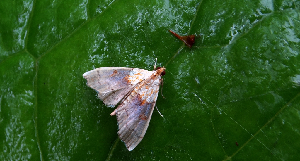 Agrotera nemoralis