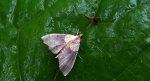 Agrotera nemoralis