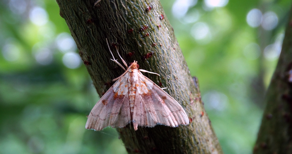 Agrotera nemoralis