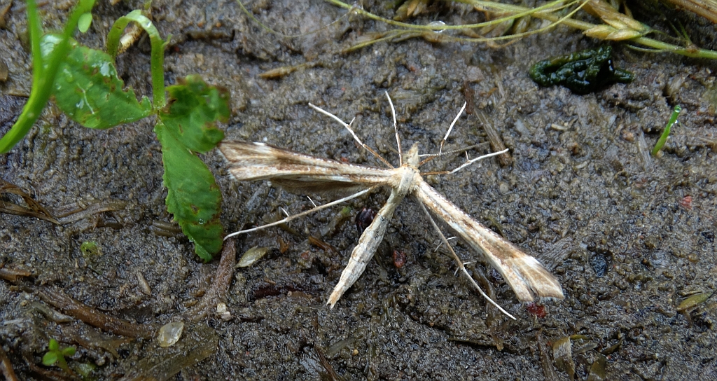 Piórolotek - Gillmeria pallidactyla
