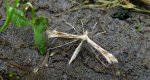Piórolotek - Gillmeria pallidactyla