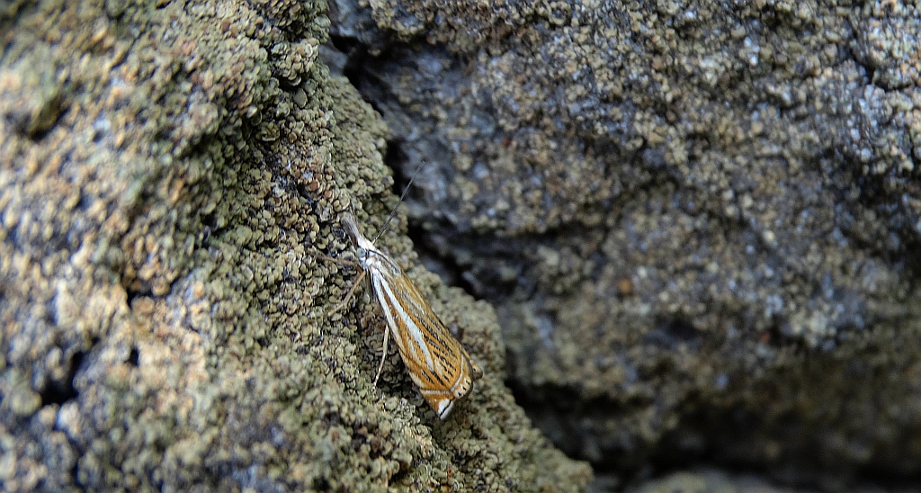 Crambus pratella