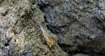 Crambus pratella