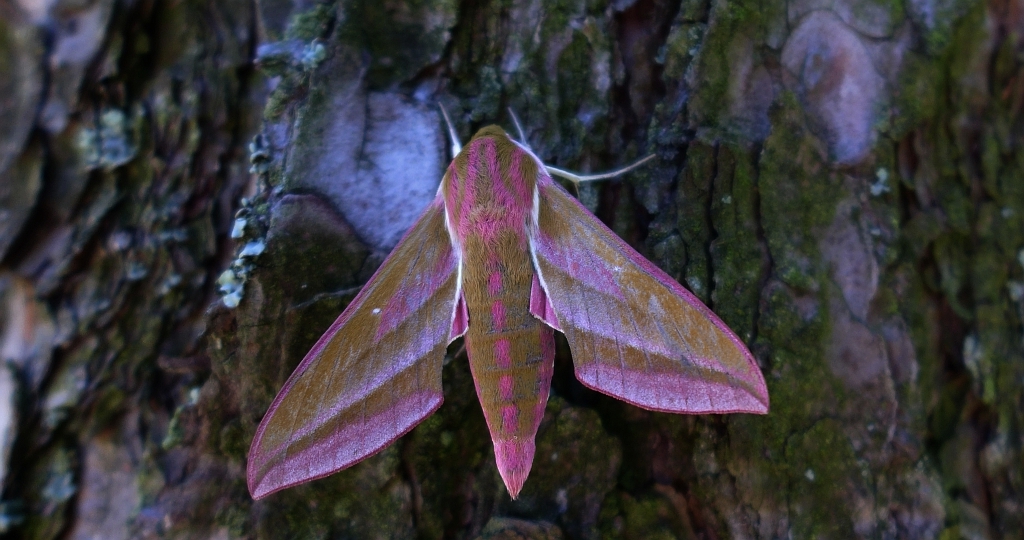 Zmrocznik gładysz (Deilephila elpenor)