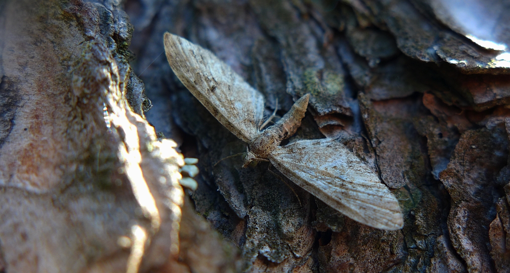 Grotnik wierzbowiak (Eupithecia tenuiata)
