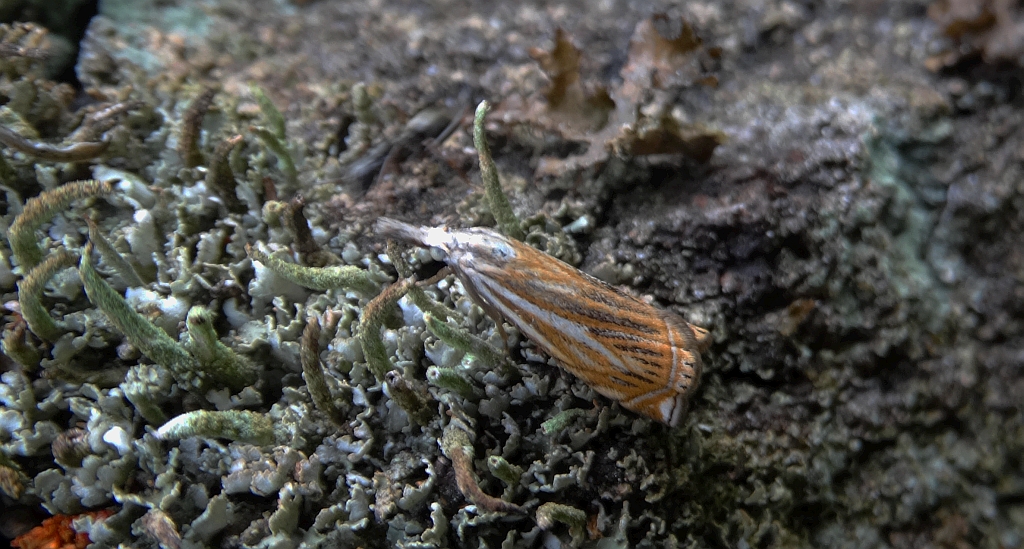 Crambus pratella