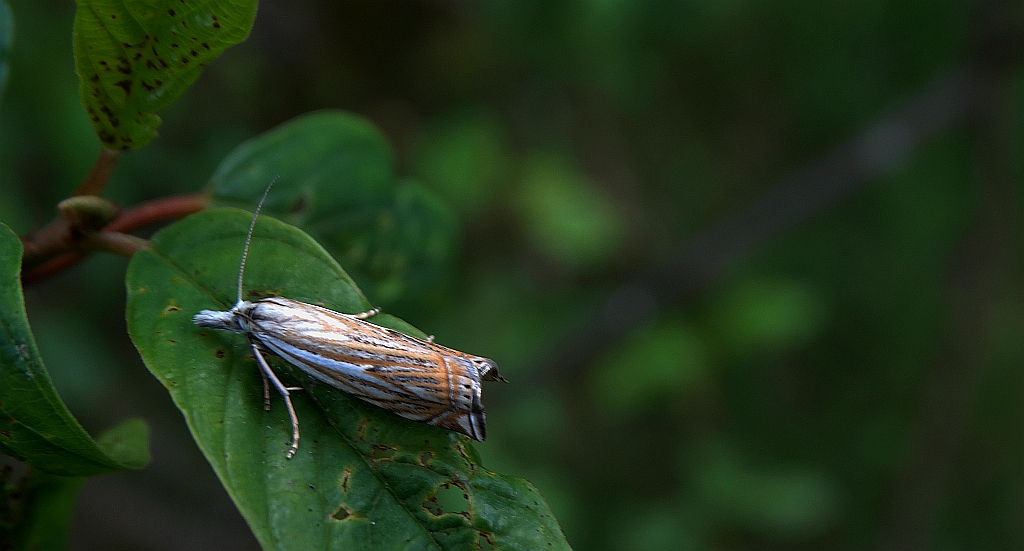 Crambus pratella
