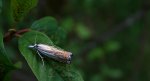 Crambus pratella