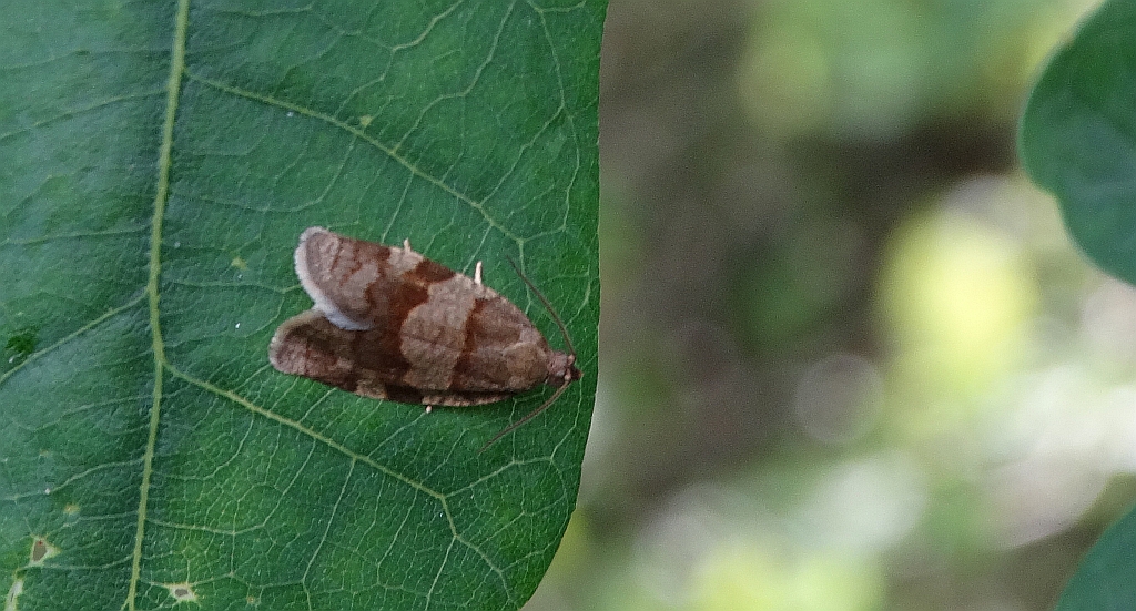 Syndemis musculana
