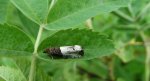 Apotomis betuletana