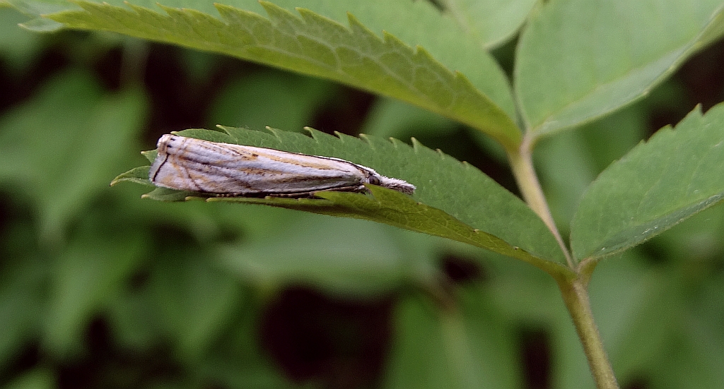 Crambus lathoniellus
