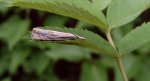 Crambus lathoniellus