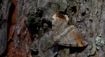 Witalnik sosnowiak (Macaria liturata)