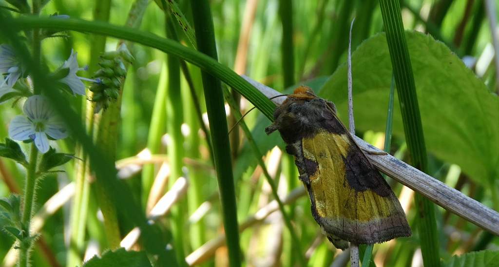 Błyszczka spiżówka (Diachrysia chrysitis)