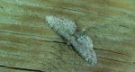 Grotnik pospolity (Eupithecia vulgata)