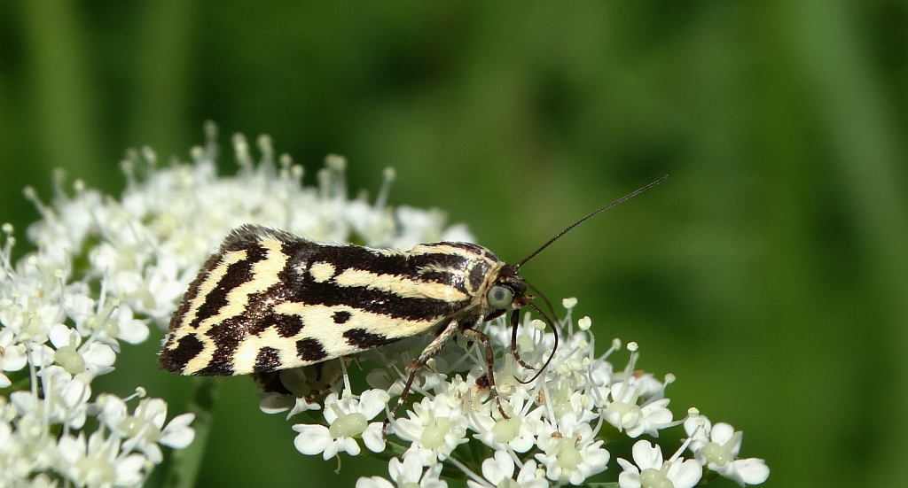 Polnica szachowniczka (Acontia trabealis)