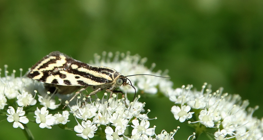 Polnica szachowniczka (Acontia trabealis)