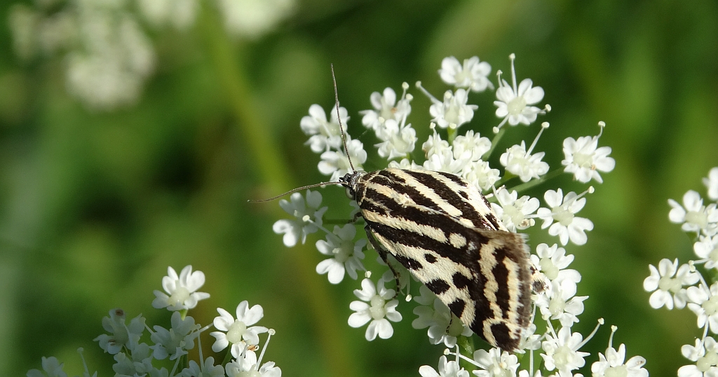 Polnica szachowniczka (Acontia trabealis)