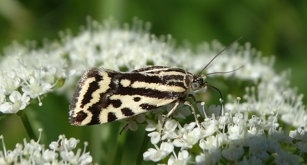 Polnica szachowniczka (Acontia trabealis)