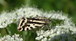 Polnica szachowniczka (Acontia trabealis)