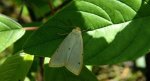 Łada dwukropka (Cybosia mesomella)