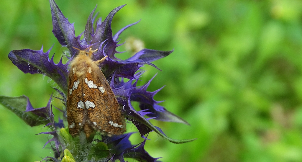 Krótkowąs paprotnik (Phymatopus hecta)