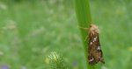 Krótkowąs paprotnik (Phymatopus hecta)